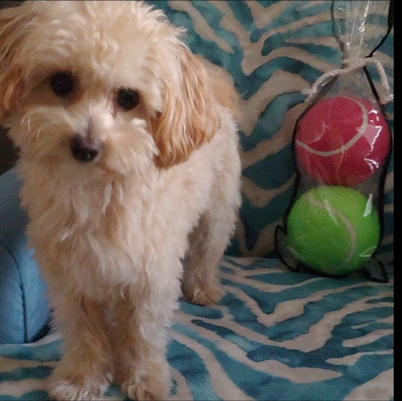 Dog Toy 5" Giant Fetch Tennis Balls Prop Kids Toy - Picture 2 of 2